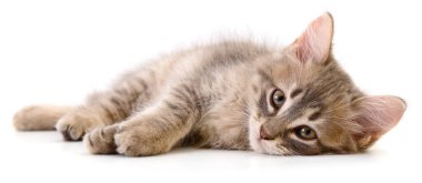 Şirin gri bir kedi yavrusunun otantik fotoğrafı. Bu gerçek kamera görüntüsü, beyaz arka planda doğal kürk dokuları ve sakin bir ifadeyle izole edilmiş küçük tüylü bir yavru kediyi gösteriyor..