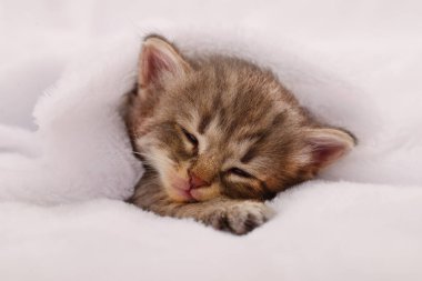 Uyuyan bir hayvanın otantik fotoğrafı. Bu gerçek kamera görüntüsü yumuşak beyaz bir battaniyenin altında dinlenen küçük bir tekir kedi yavrusunu gösteriyor. Huzurlu bir ev atmosferi ve tatlı uykulu bir yüzü vurguluyor..