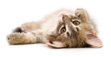 Oyuncu bir evcil hayvanın otantik fotoğrafçılığı. Bu gerçek kamera görüntüsü beyaz arka planda baş aşağı duran küçük gri bir kedi yavrusunun yumuşak kürkünü ve tapılası yüzünü gösteriyor..