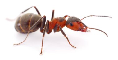 Otantik bir ahşap karınca fotoğrafı. Bu gerçek kamera görüntüsü, beyaz arka planda izole edilmiş bir kızıl orman karıncasını gösteriyor. Böcek ve böcek doğası davranışlarını yapay zeka yardımı olmadan vurguluyor..