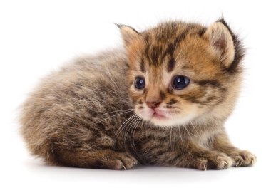 Küçük bir tekir kedinin otantik fotoğrafı oturuyor ve başka tarafa bakıyor. Beyaz arka planda izole edilmiş güzel işaretleri olan tüylü bir yavru kedinin gerçek kamera görüntüsü..