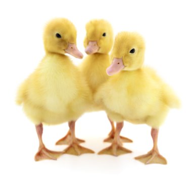 Üç sarı ördek yavrusu