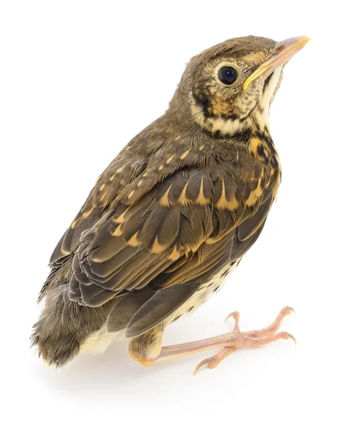 Wild baby bird — Stock Photo, Image