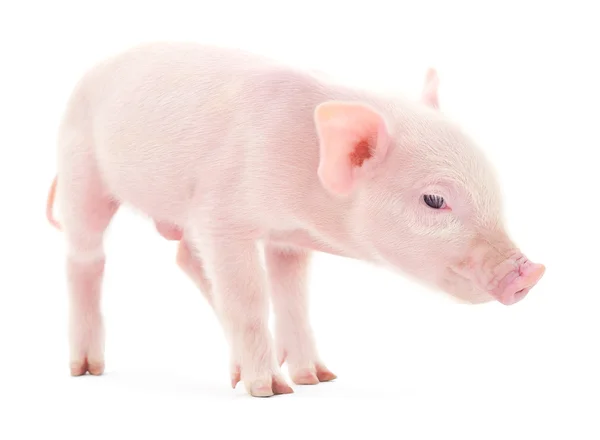 Cerdo sobre blanco — Foto de Stock