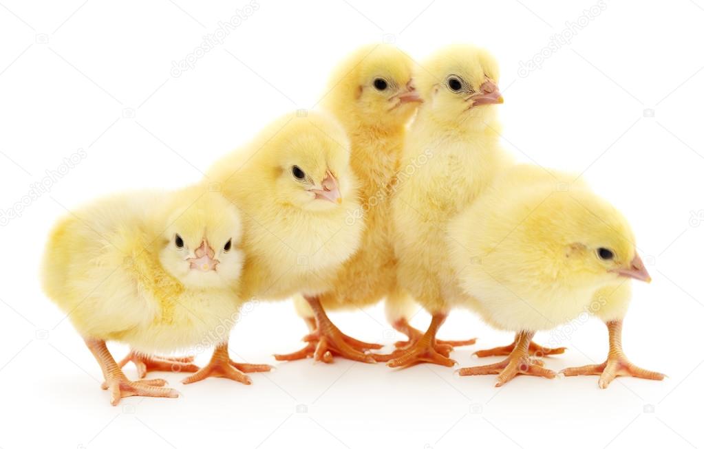 Five yellow chickens