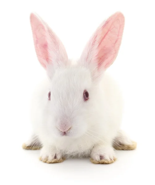 Imagen de un conejo blanco . —  Fotos de Stock