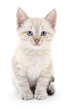 Beyaz arka planda kedi yavrusu