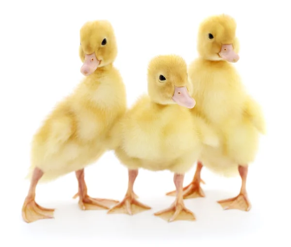 Tres patitos amarillos aislados . — Foto de Stock