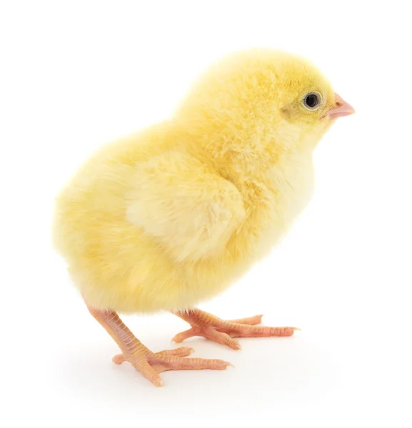 One small chicken on white. — Stock Photo, Image