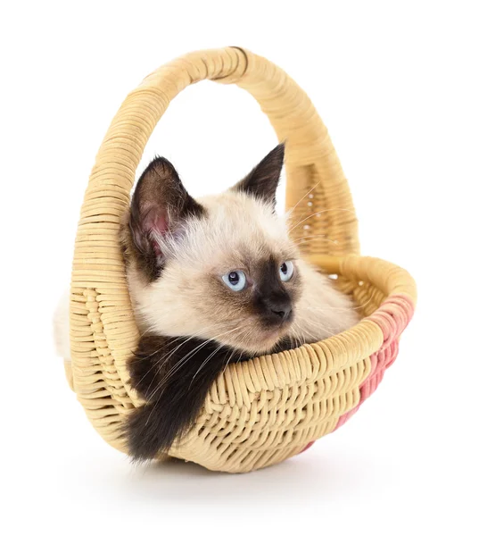 Chaton isolé dans le panier — Photo