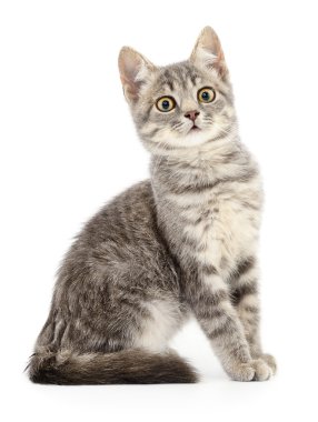 Beyaz arka planda kedi yavrusu