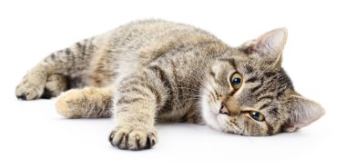 Beyaz arka planda kedi yavrusu