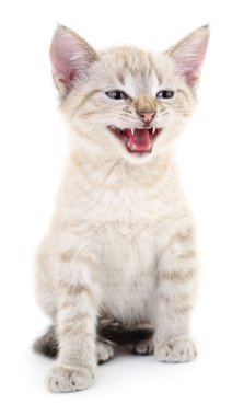 Beyaz arka planda kedi yavrusu