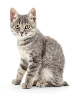 Beyaz arka planda kedi yavrusu
