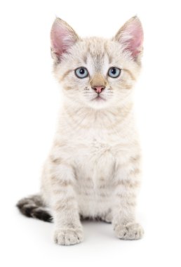 Beyaz arka planda kedi yavrusu