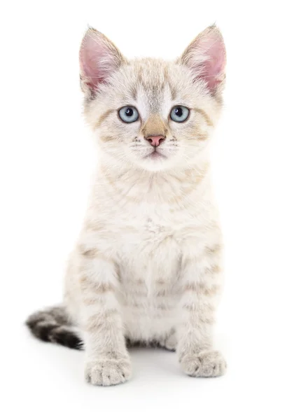 Kitten on a white background — Stock Photo, Image