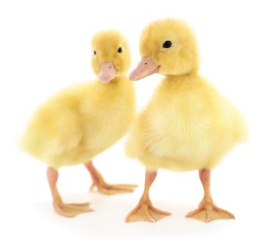 iki sarı ördek yavrusu.