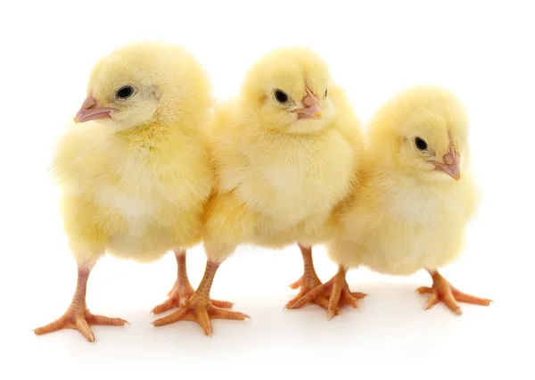 Trois poussins mignons isolés sur blanc — Photo