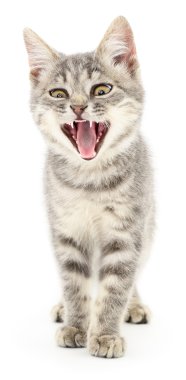 Beyaz arka planda kedi yavrusu