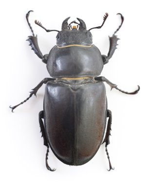 Stag a Beetle clipart