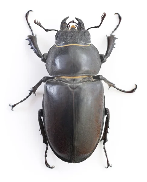 Stag Beetle — Zdjęcie stockowe