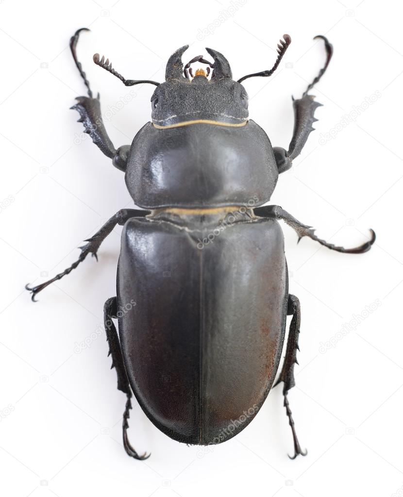 Stag a Beetle