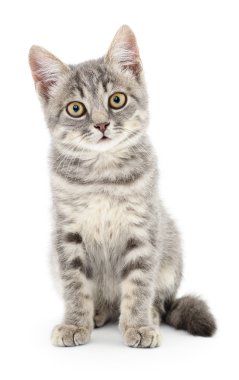 Beyaz arka planda kedi yavrusu