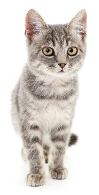 Beyaz arka planda kedi yavrusu