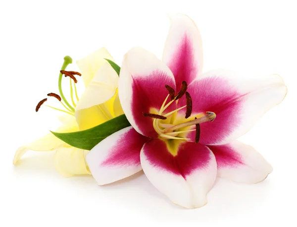 Two red and yellow lilies. — Stock Photo, Image