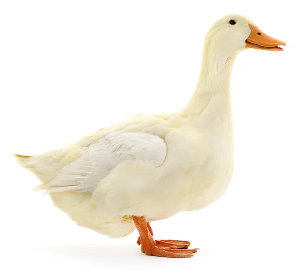 Canard blanc sur blanc . — Photo