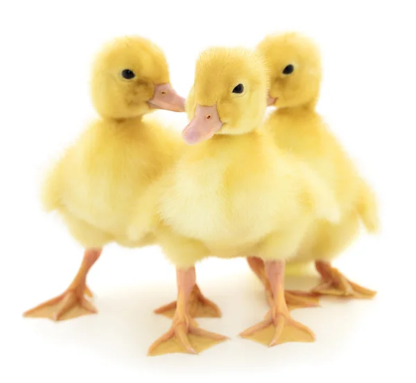 Tres patitos amarillos . — Foto de Stock