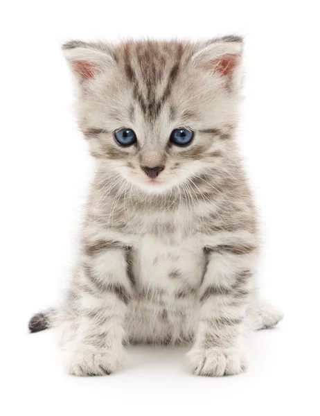 Kitten op een witte achtergrond — Stockfoto