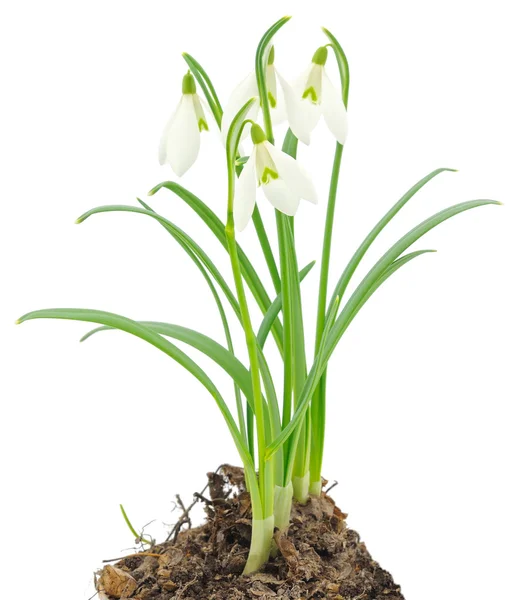 Schneeglöckchen (galanthus nivalis) auf weißem Hintergrund — Stockfoto