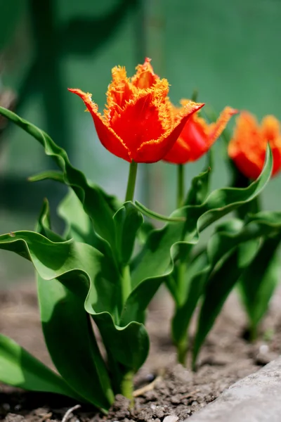 Kvetoucí tulipány v městě Stock Snímky