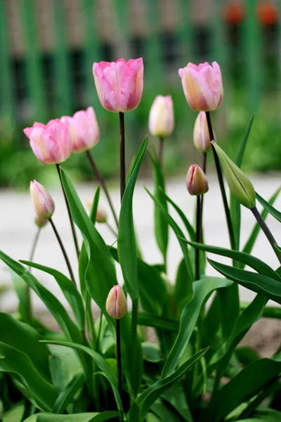 Blommande tulpaner i staden Stockfoto