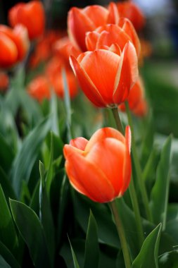 Şehirde çiçek açan laleler