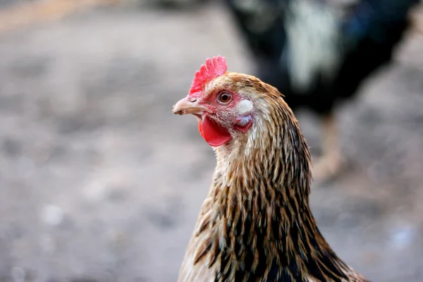 Una gallina en una granja —  Fotos de Stock