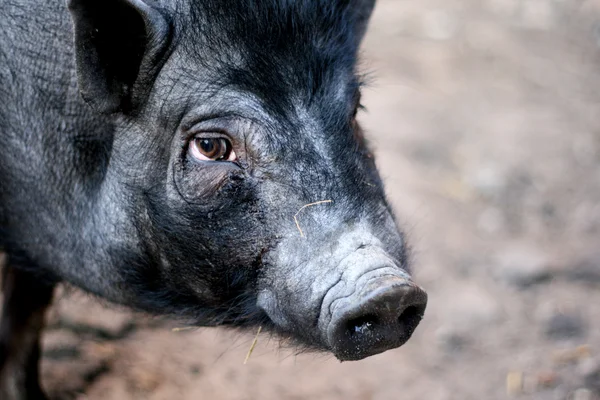 Vietnamese black pig — Stock Photo, Image