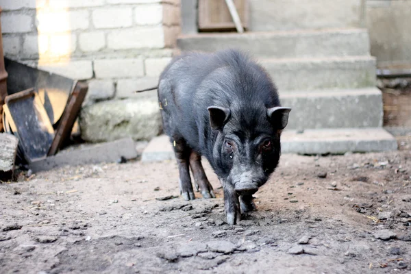 Vietnamese black pig — Stock Photo, Image