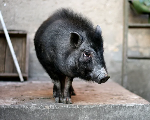Vietnamese black pig