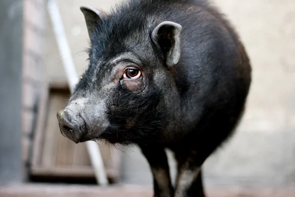 Vietnamese black pig Stock Picture