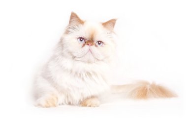 beyaz kedi