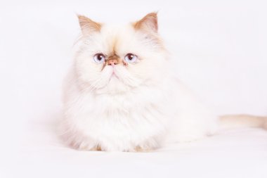 beyaz kedi