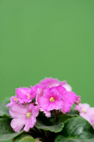 Blütenviolett — Stockfoto
