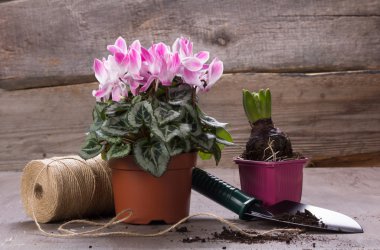 Houseplants için bakım