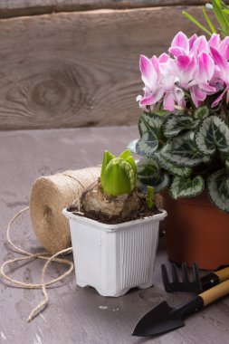 Houseplants için bakım