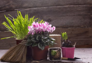 Houseplants için bakım