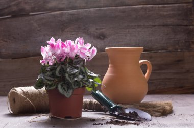 Houseplants için bakım