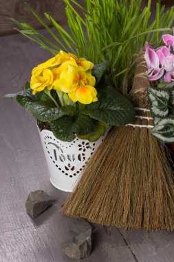 Taze sarı çuha çiçeği