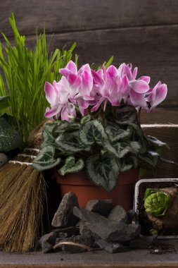 Pembe siklamen ve iki sümbül 